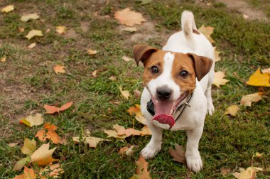 Düşen sarı yaprakların arka planında pembe bir çıkıntısı olan bir Jack Russell köpeği.
