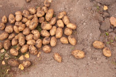 Kirli patatesler yere ve asfalta saçılmış.