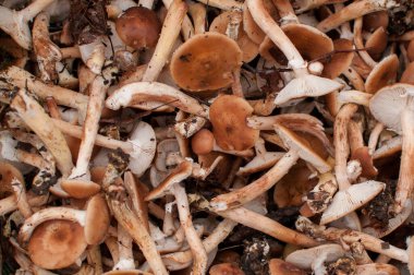 Bal mantarları kahverengi başlıklı ve beyaz bacaklı.