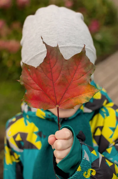 Uma Criança Uma Jaqueta Multicolorida Chapéu Cinza Segura Uma Folha — Fotografia de Stock