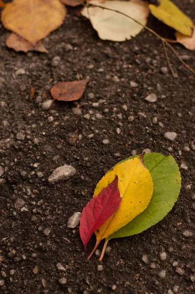 Herfst Bladeren Van Rode Gele Groene Kleuren Liggen Het Grijze — Stockfoto