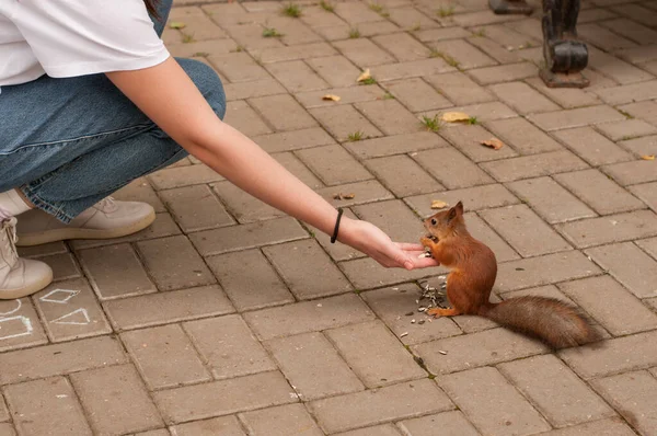Girl Blue Jeans White Shirt Feeds Red Squirrel Sunflower Seeds — Stock Photo, Image