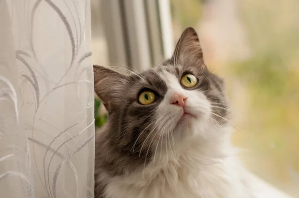 Gato Fofo Cores Brancas Cinza Com Olhos Amarelo Verdes Senta — Fotografia de Stock