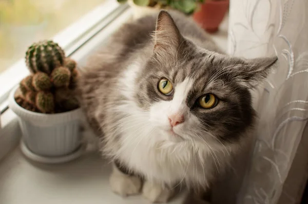 Gato Fofo Cores Brancas Cinza Com Olhos Amarelo Verdes Senta — Fotografia de Stock