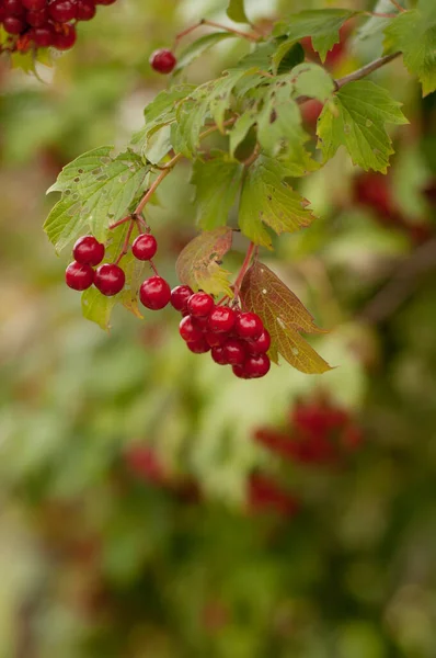 Røde Viburnum Frukter Med Grønne Blader Uskarpt Underlag Loddrett Format – stockfoto