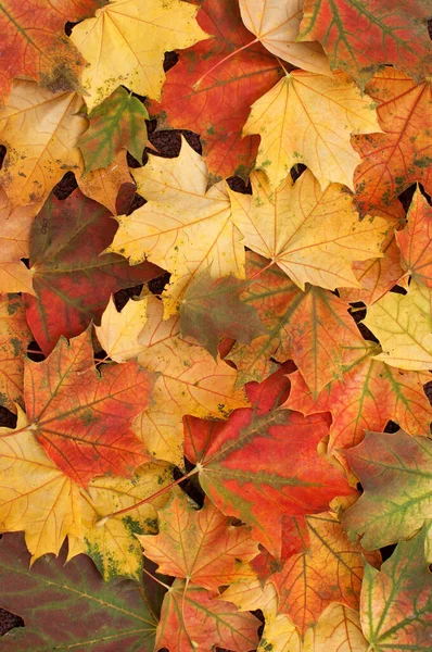 Outono Folhas Bordo Vermelho Amarelo Laranja Verde Marrom Cores Como — Fotografia de Stock