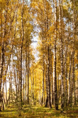 Sonbahar parkında sarı yapraklı huş ağaçları dikey formatta