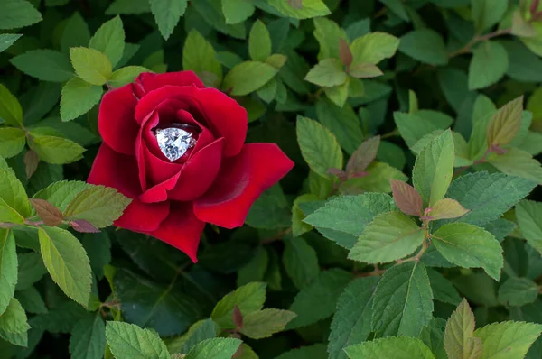 Der Weiße Goldring Mit Einem Großen Stein Einer Roten Rose — Stockfoto