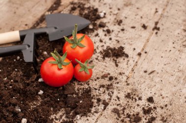 Ahşap bir arka planda yeşil kuyruklu üç küçük kırmızı kiraz domatesleri dağınık toprak ve ahşap saplı bahçe aletleri ile yazı için bir yer