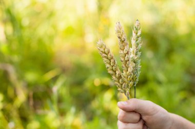 Çocuğun elinde üç başak buğday. Bulanık sarı, güneşli bir zemin üzerinde. Yazmak için bir yer var.