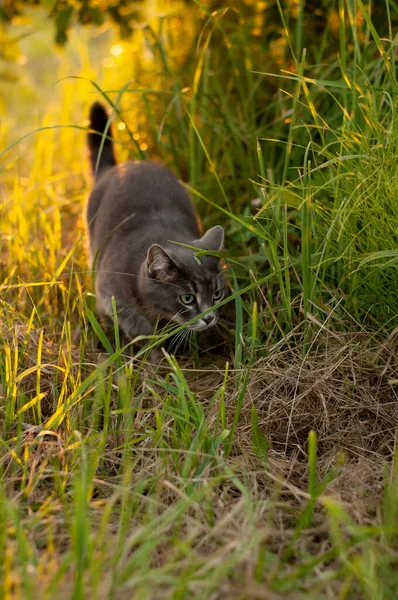 Een Grijze Kat Met Groene Ogen Sluipt Het Gras Kijkt — Stockfoto