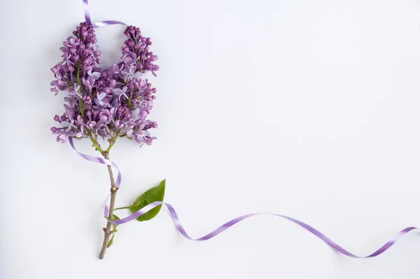 Una Rama Color Lila Con Flores Púrpura Con Una Cinta — Foto de Stock