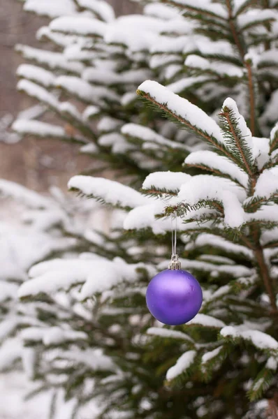 Bola Natal Roxo Uma Árvore Natal Coberta Neve Floresta Com — Fotografia de Stock