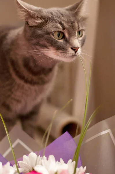 Grey Tabby Cat Sniffs Grass Bouquet Flowers — Stock Photo, Image