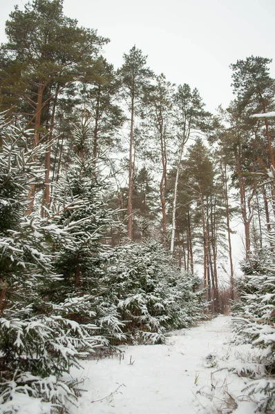 Camino Bosque Coníferas Invierno — Foto de Stock