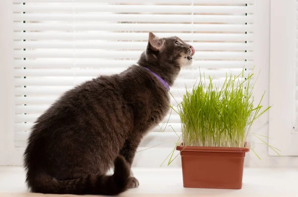 Kucing Abu Abu Menjilati Bibirnya Jendela Sebelah Pot Rumput — Stok Foto