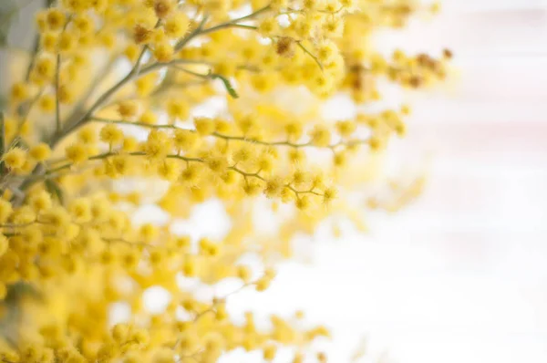 Wazig Voorjaar Gele Mimosa Bloemen Witte Achtergrond Als Textuur — Stockfoto