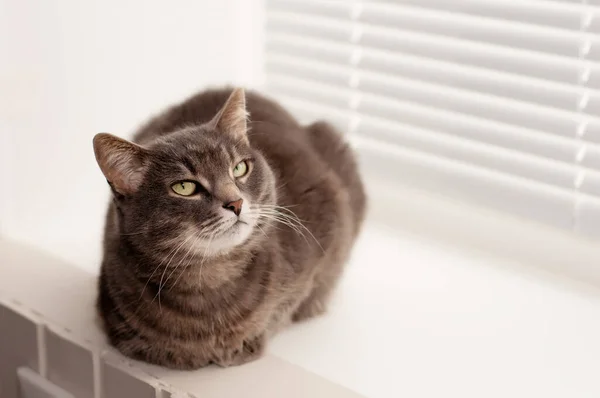 Gray Tabby Cat Green Eyes Sits Window Looks Away — Stock Photo, Image