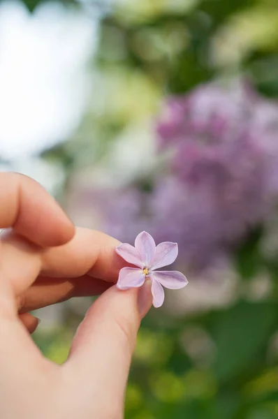 Flor Lila Púrpura Seis Hojas Mano Una Mujer Sobre Fondo — Foto de Stock