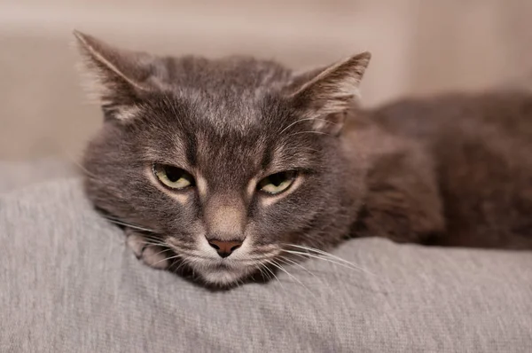 Grå Tabby Katt Med Gröna Ögon Ligger Sin Framtass Och — Stockfoto