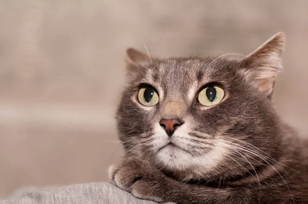 Grå Tabby Katt Med Gröna Ögon Ligger Soffan Och Tittar — Stockfoto