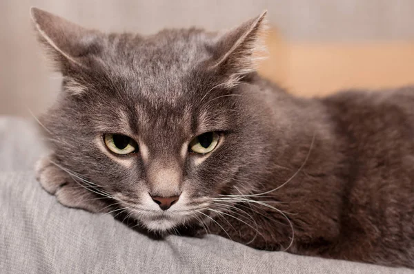 Gato Cinzento Com Olhos Verdes Jaz Sofá Olha Para Baixo — Fotografia de Stock
