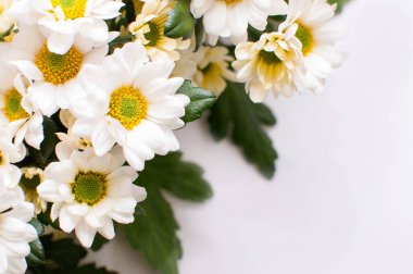 Sarı çekirdekli beyaz kasımpatılar ve beyaz arkaplan üzerinde bulanık kenarlı yeşil yapraklar.