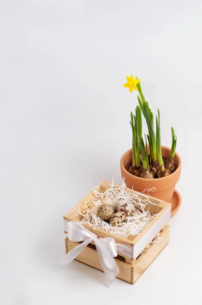 Wachteleier Papierfüllung Einer Holzkiste Neben Einem Tontopf Mit Einer Blühenden — Stockfoto