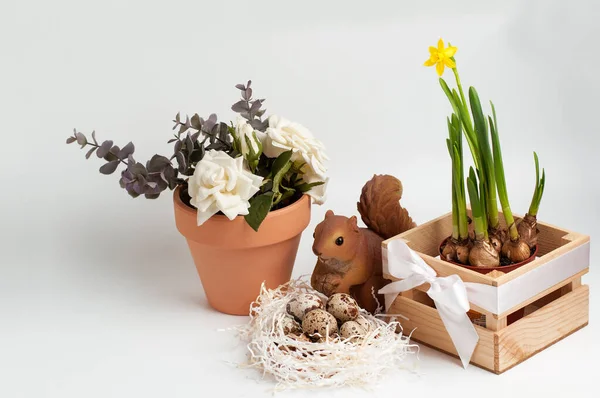 Wachteleier Auf Papierfüllung Narzissenzwiebeln Mit Einer Blume Einer Holzkiste Ein — Stockfoto