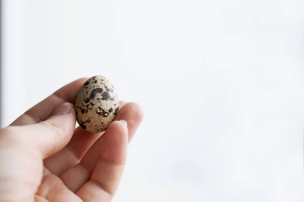 Перепелиное Яйцо Руке Белом Фоне — стоковое фото