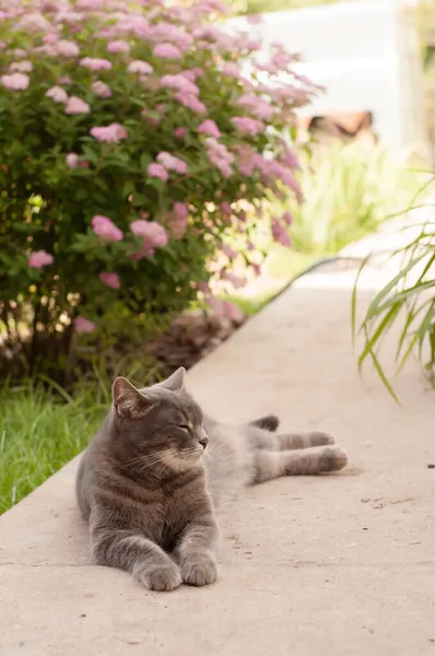 灰色の猫は目を閉じてアスファルトの上に寝そべっているそしてその足はぼやけた開花茂みや草の背景を背景に広がっている — ストック写真