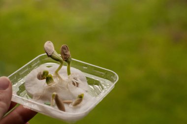 Yeşil arkaplan üzerinde saydam bir kutunun içinde beyaz pamuk bloknotlar üzerinde filizlenen tohumlar metin için boşluk