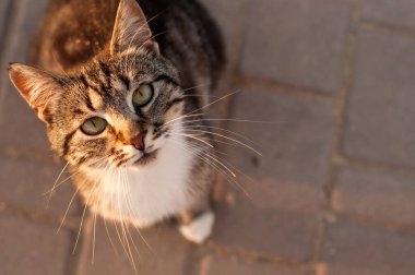 Çizgili renkli ve beyaz göğüslü bir kedi batan güneşin altındaki bir fayansta oturup yazı yazacak bir yer arıyor.