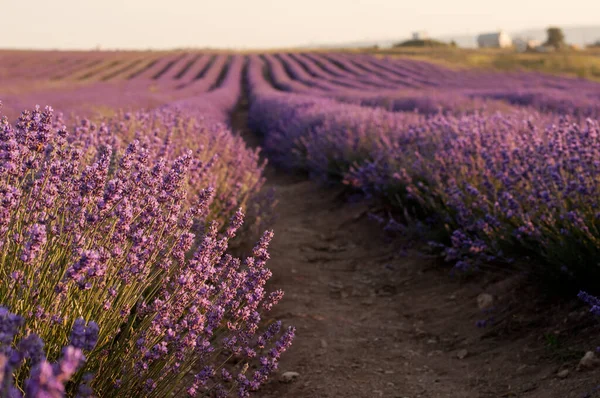 Campo Lavanda Con Arbustos Púrpuras Florecientes Plantados Filas Rectas Sol — Foto de Stock