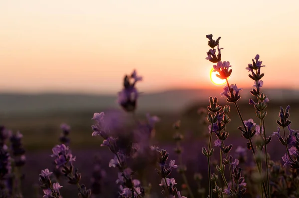 Arbusto Lavanda Floreciente Sol Poniente Contra Cielo Rosado Con Lugar — Foto de Stock