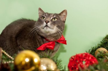 Kırmızı pruvalı gri kedi yeşil arka planda Noel dekoru ile