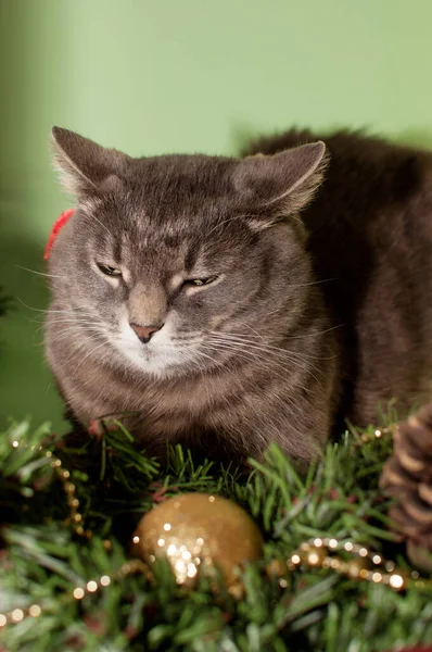 Grey Cat Falls Asleep Green Background Christmas Decor — Stock Photo, Image