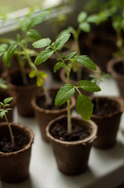 Diğer tohumların bulanık arka planında turba kabında domates fideleri