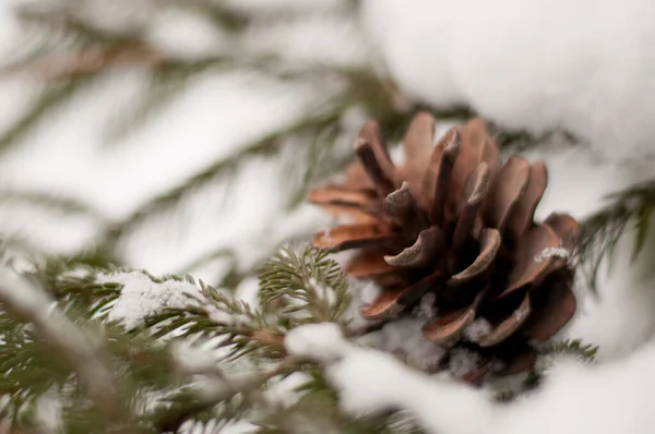 Bump Snow Spruce Branch Blurred Edges Close — Stock Photo, Image