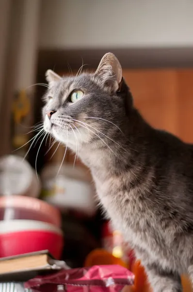 Gray Cat Long Mustache Looks Out Window — Stock Photo, Image