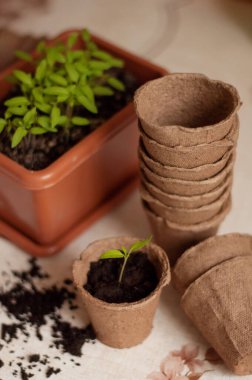 Tomurcuklu bir tencerede domates filizlenir.