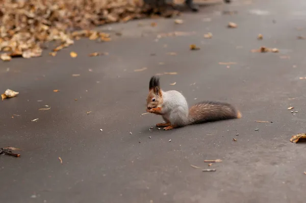 Esquilo Está Sentado Comendo Algo Asfalto Contra Fundo Folhas Caídas — Fotografia de Stock