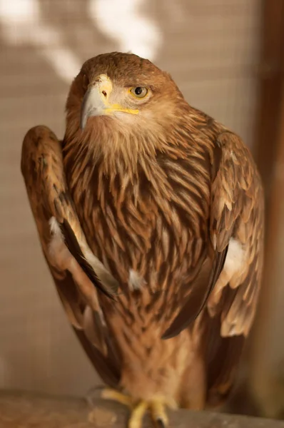 Ein Brauner Adler Sitzt Auf Einer Sitzstange Und Blickt Den — Stockfoto