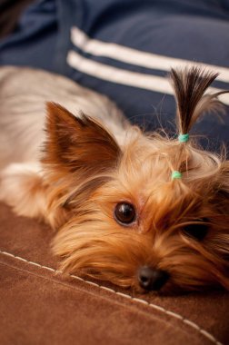 Kahverengi bir Yorkshire teriyeri kahverengi bir kanepede yatıyor.