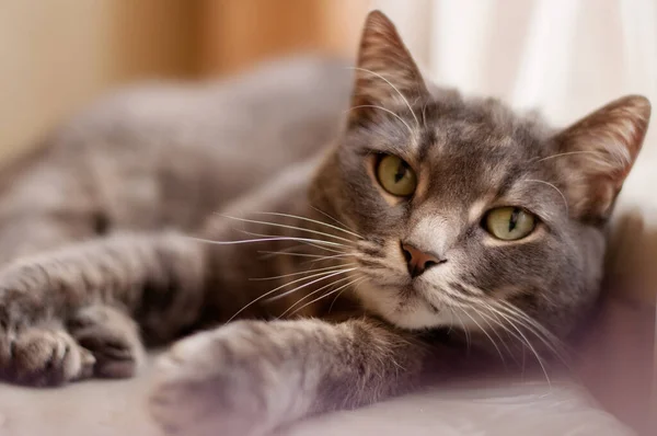 Grå Randig Katt Med Gröna Ögon Ligger Och Tittar Ramen — Stockfoto