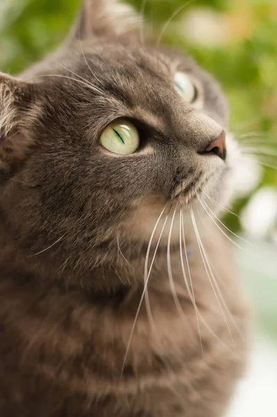 Grå Katt Med Gröna Ögon Tittar Närbild — Stockfoto