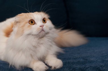 İskoç soyundan beyaz-kırmızı bir kedi mavi arka planda görünüyor.