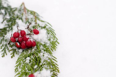 beyaz kar üzerinde viburnum üzümleri ile eşkıya yeşil dalları ile yazı için bir yer