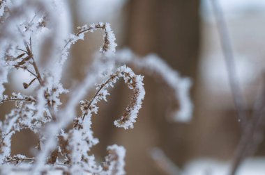Bulanık bir arkaplanda karda bir tarla bitkisi