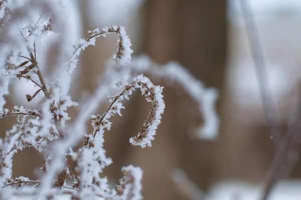Una Pianta Campo Nella Neve Uno Sfondo Sfocato — Foto Stock